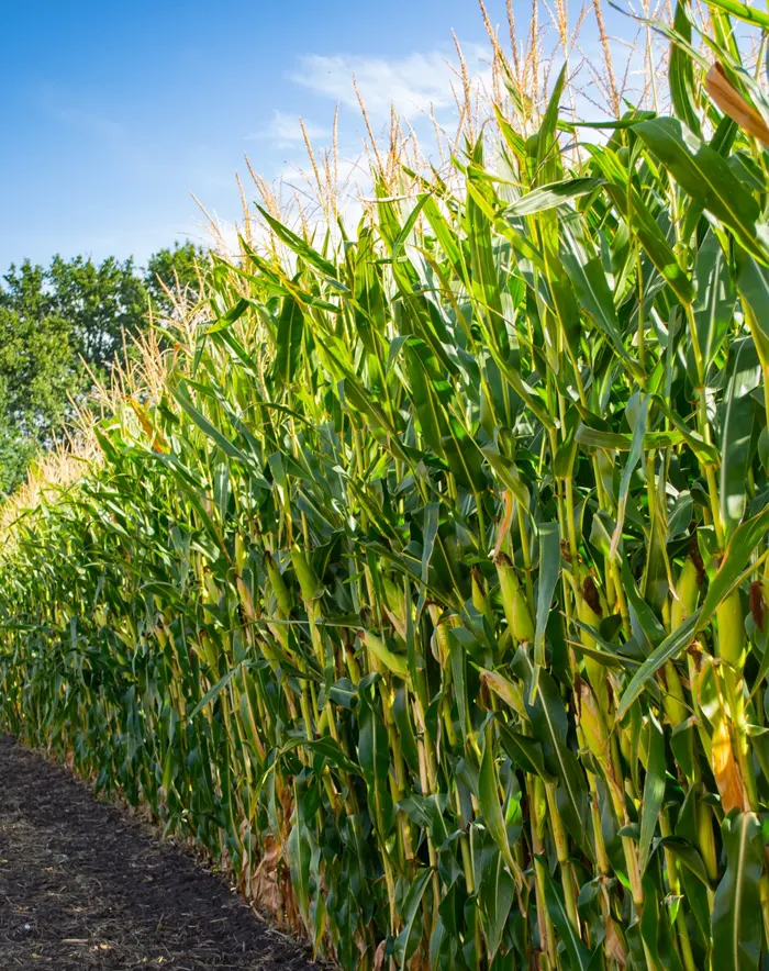 Agricultural Commodities